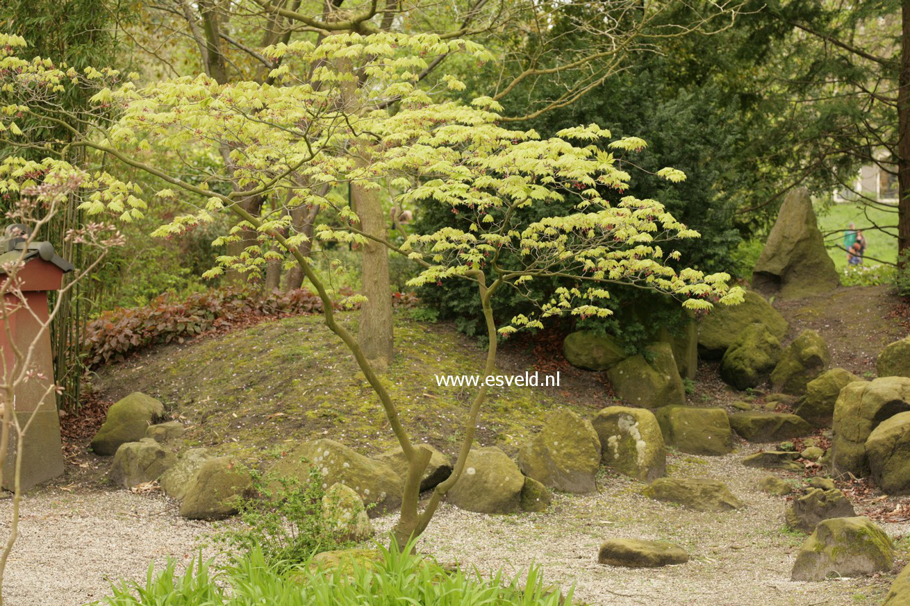 Acer japonicum 'Aconitifolium'