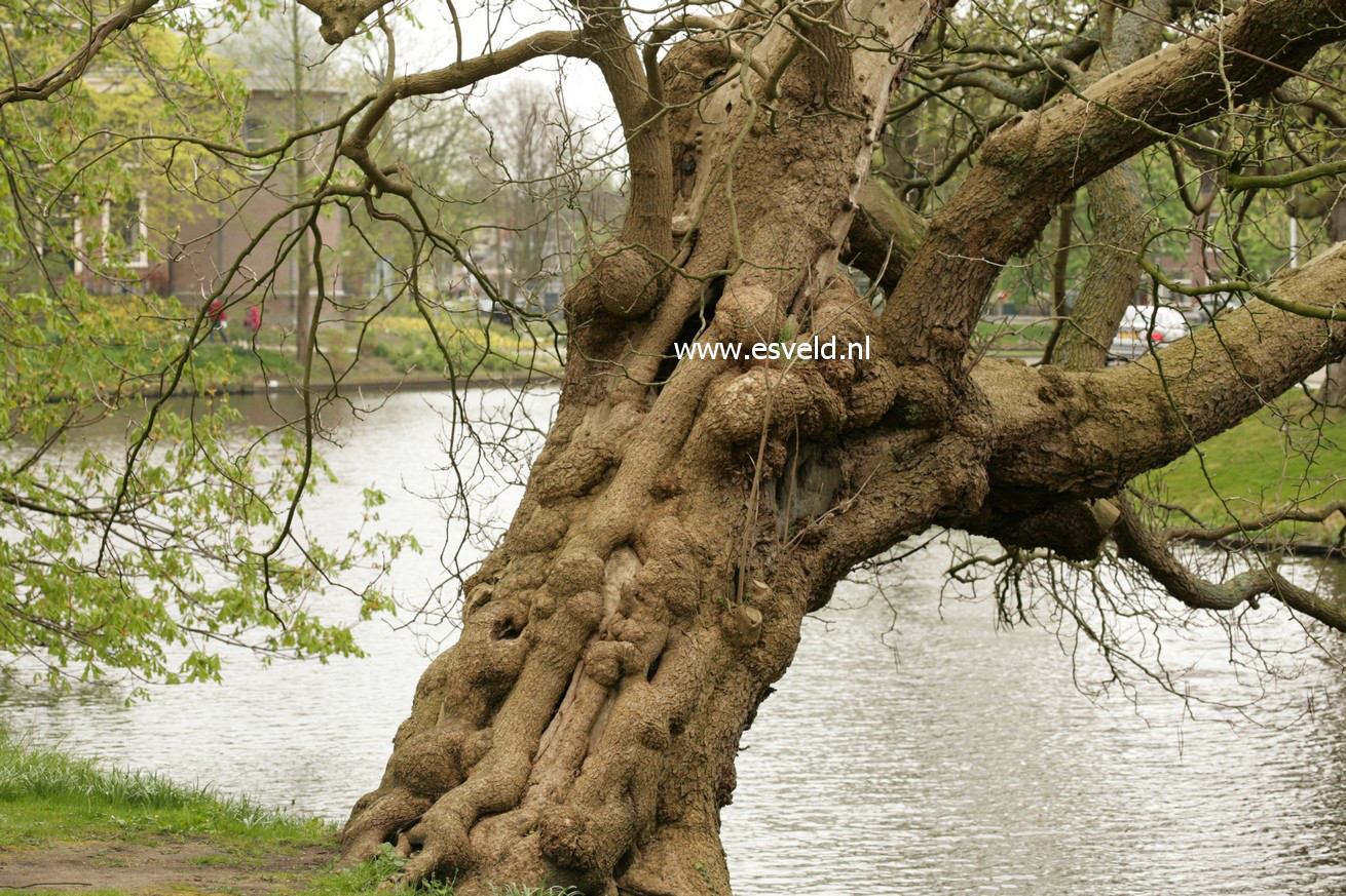 Catalpa bignonioides