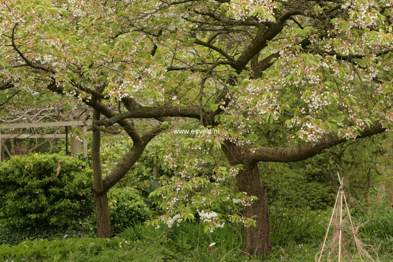 Prunus serrulata 'Shirotae'