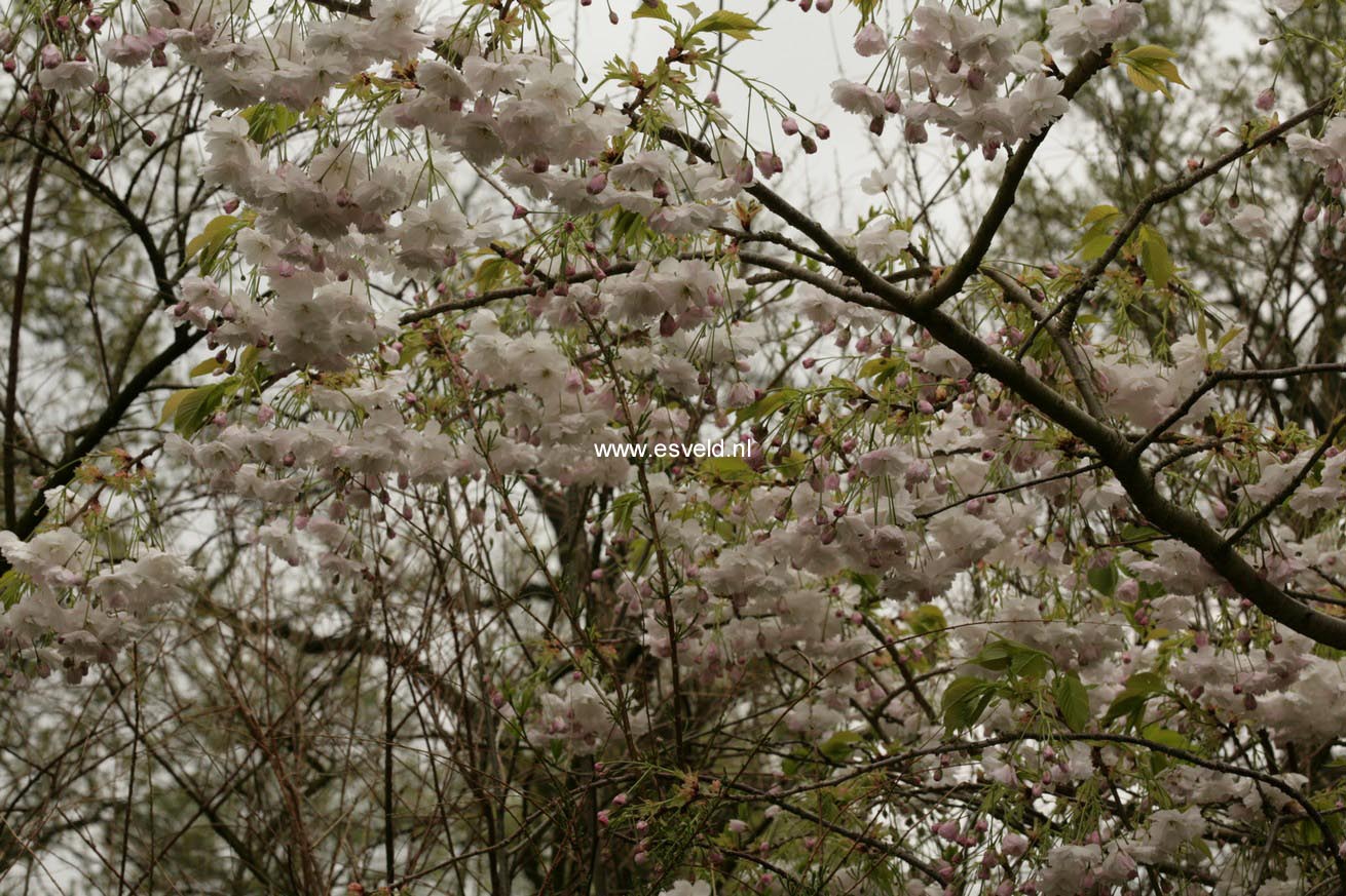 Prunus serrulata 'Shogetsu'