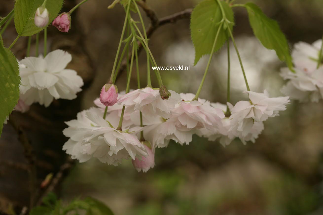 Prunus serrulata 'Shogetsu'