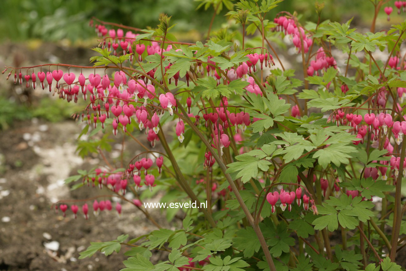 Dicentra spectabilis