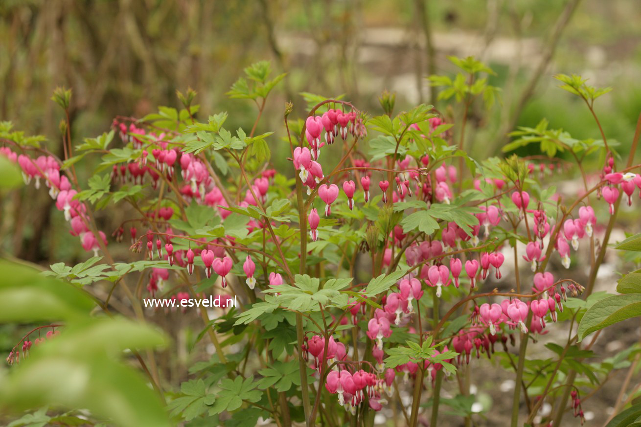 Dicentra spectabilis