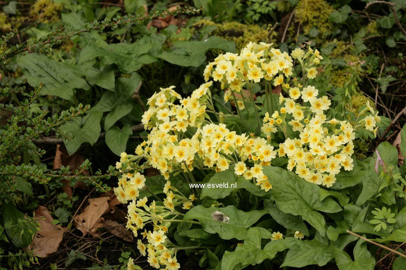 Primula elatior