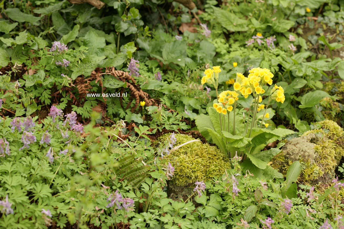 Primula elatior