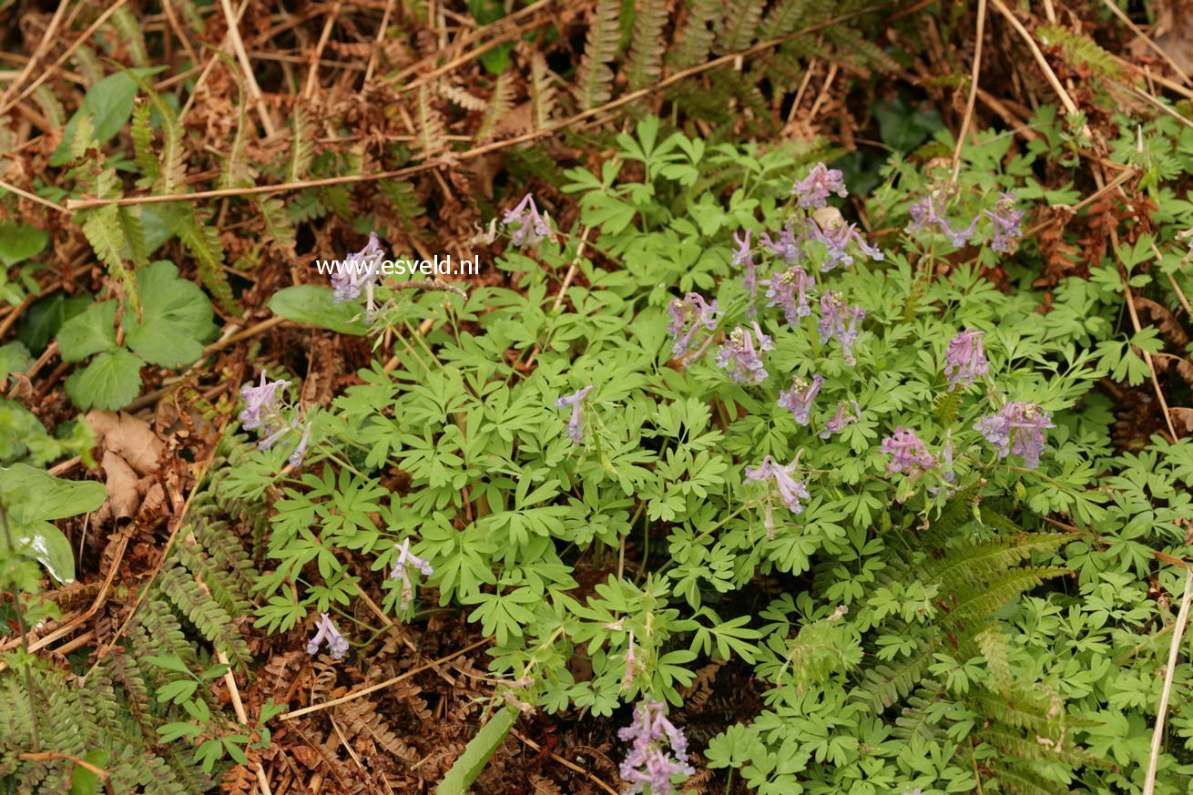 Corydalis solida