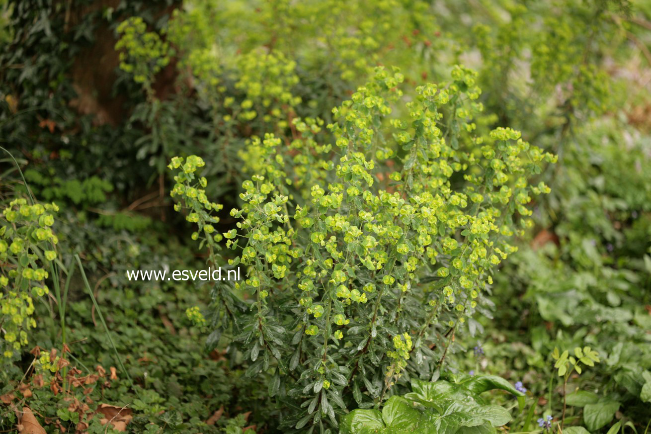 Euphorbia polychroma