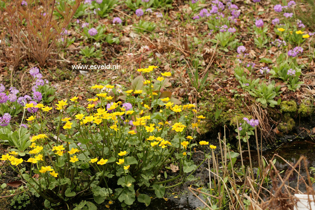 Caltha palustris