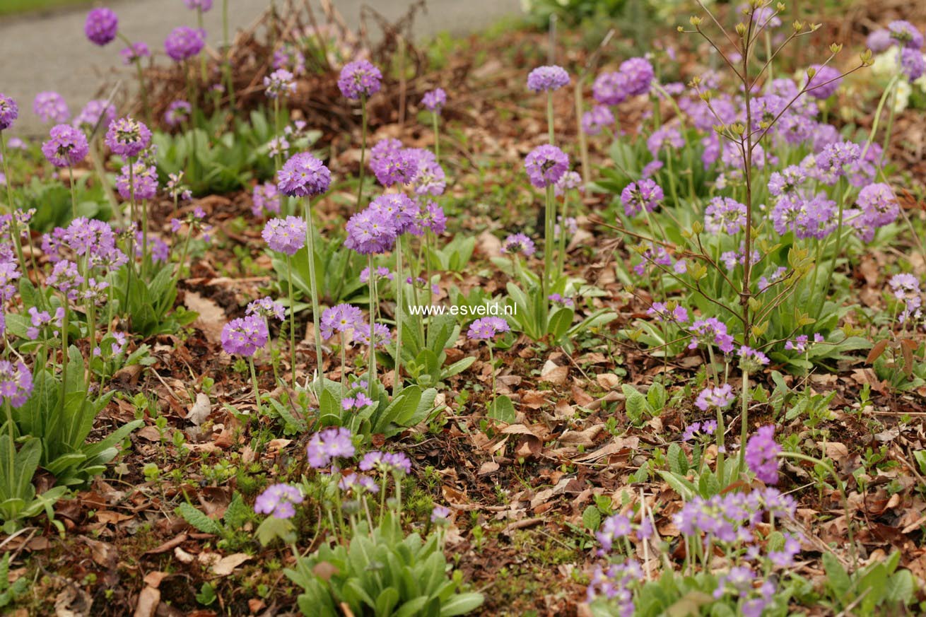 Primula denticulata