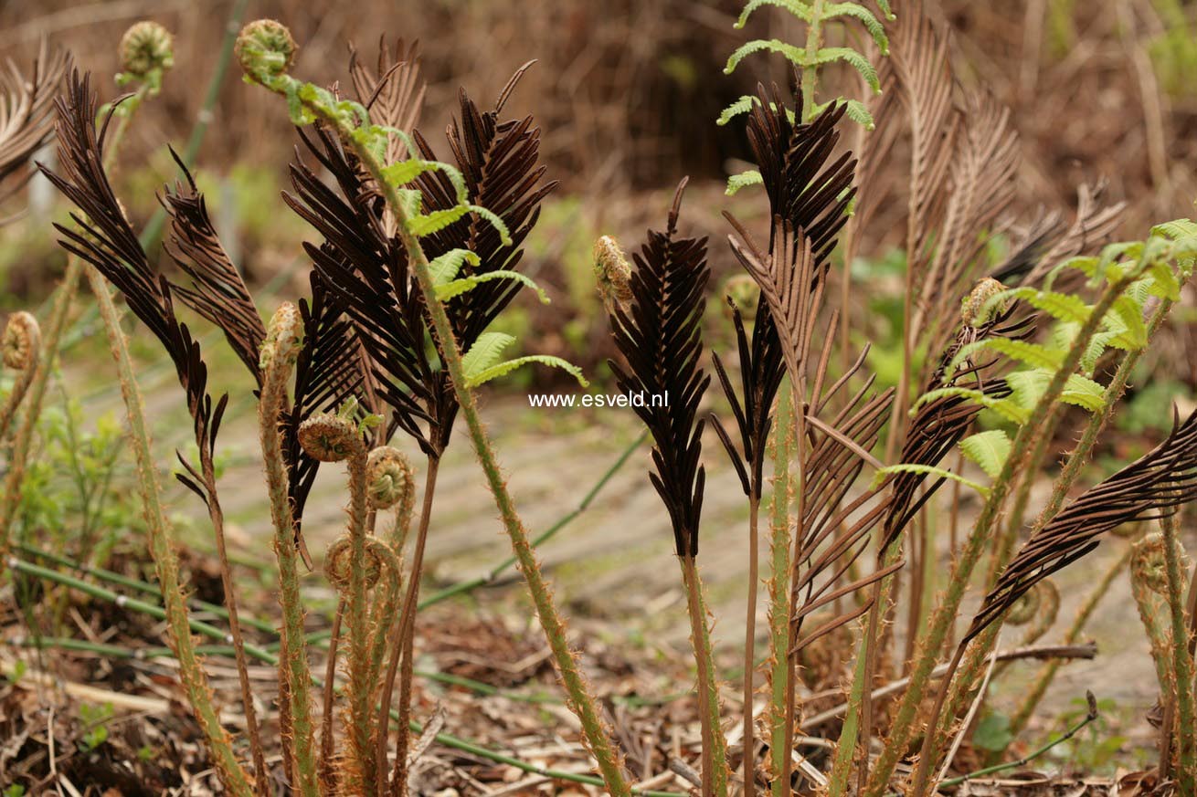 Matteuccia orientalis