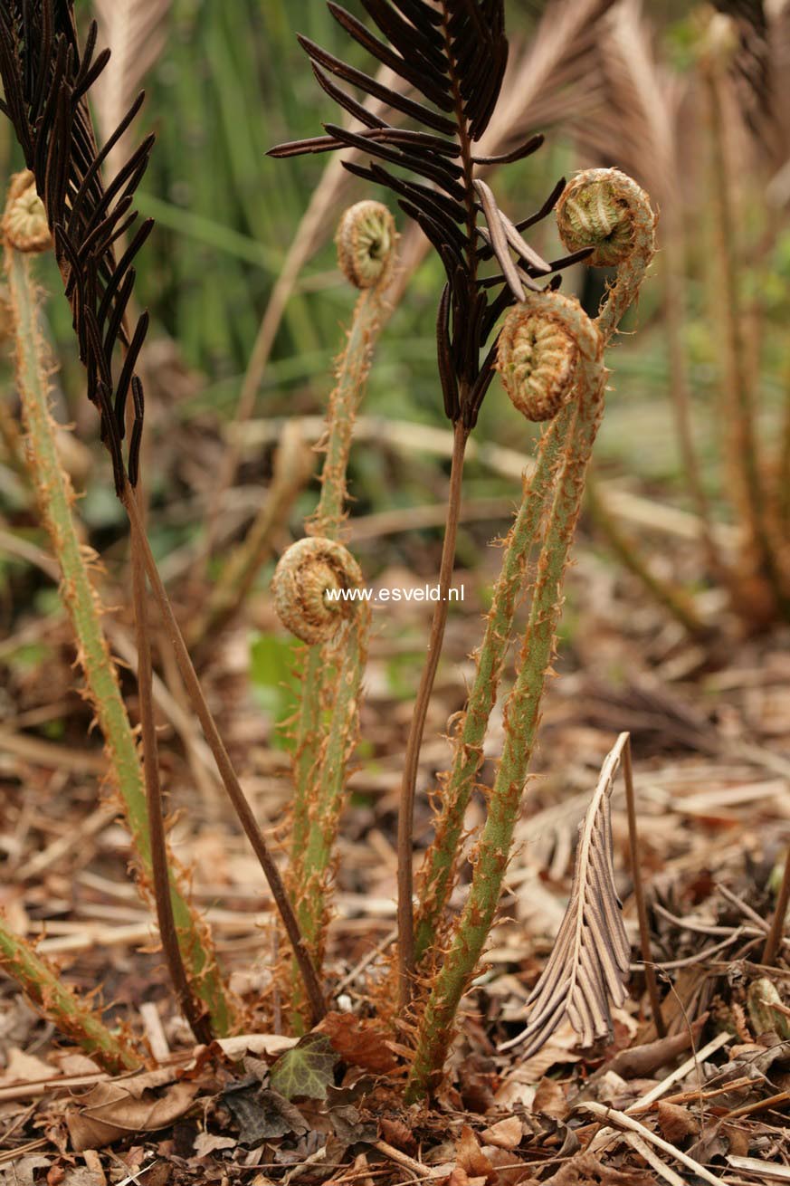 Matteuccia orientalis