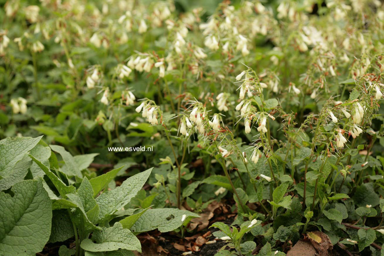 Symphytum grandiflorum