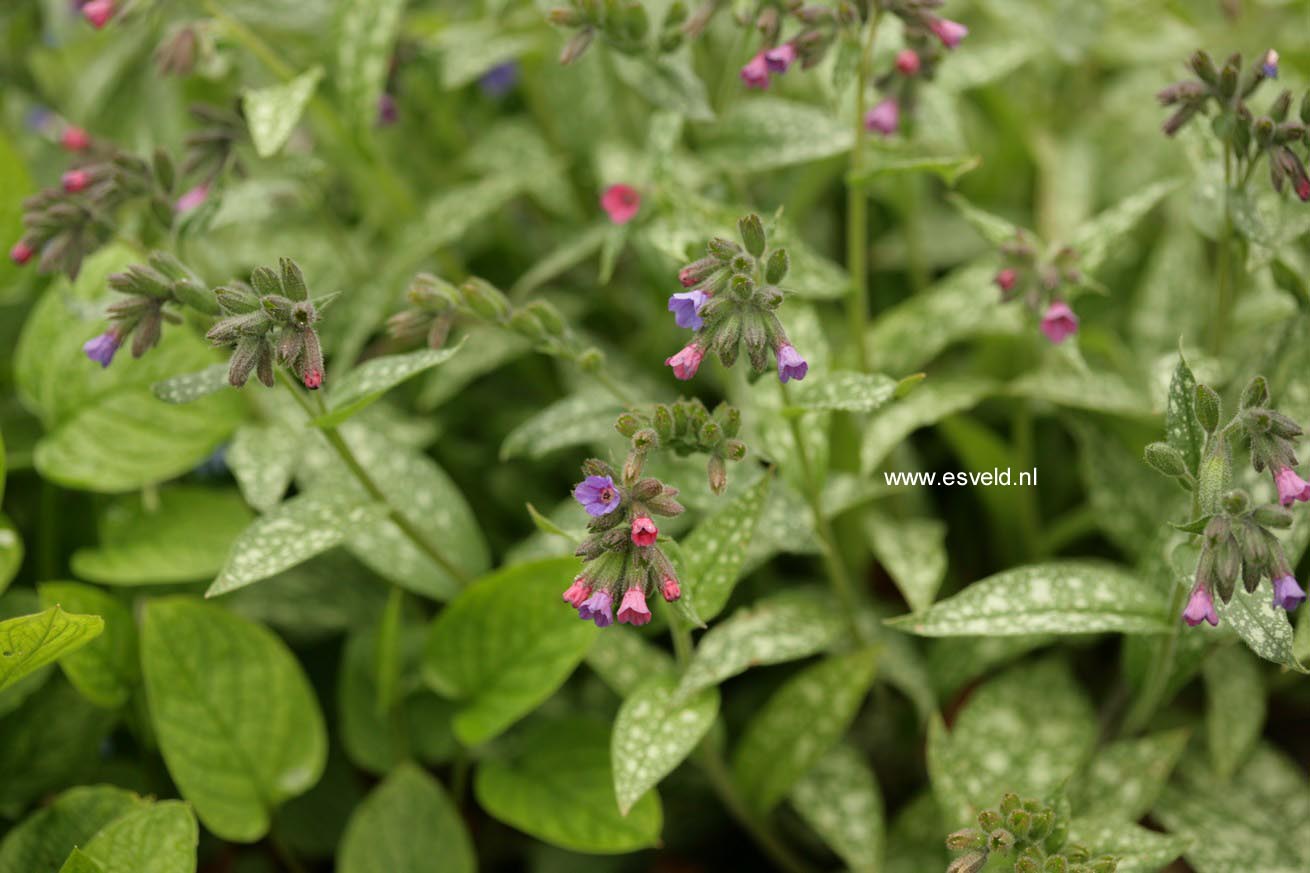 Pulmonaria longifolia ssp. cevennensis