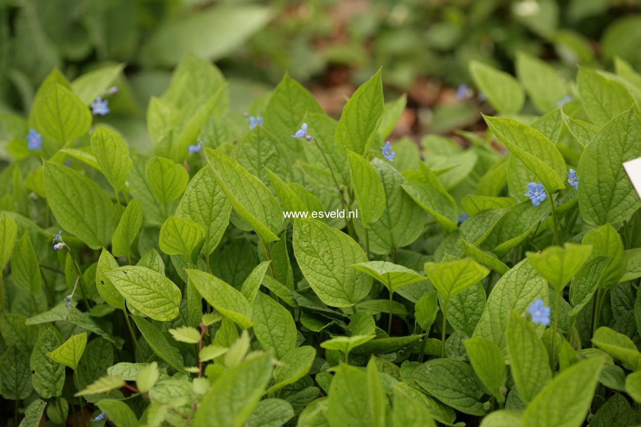 Omphalodes verna