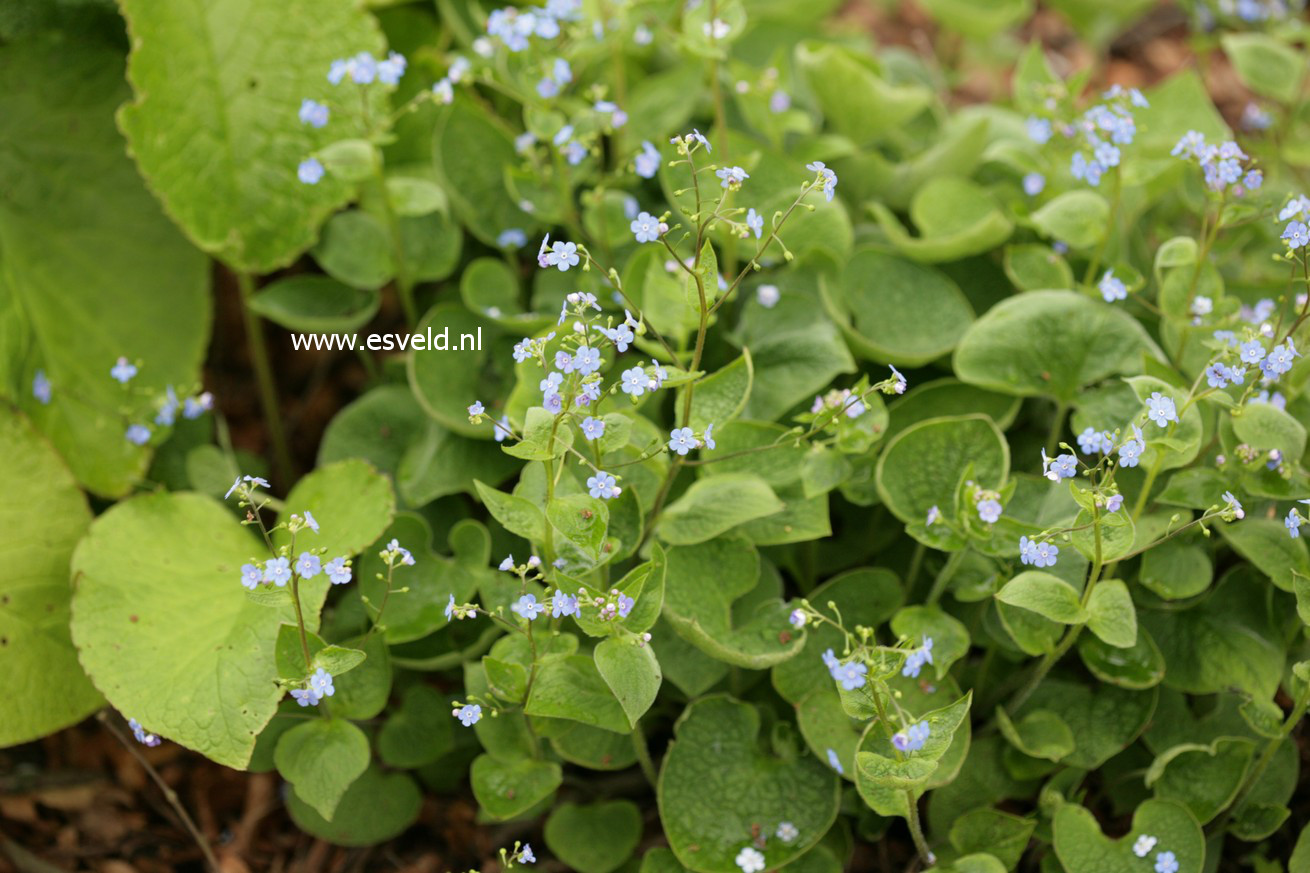 Brunnera macrophylla