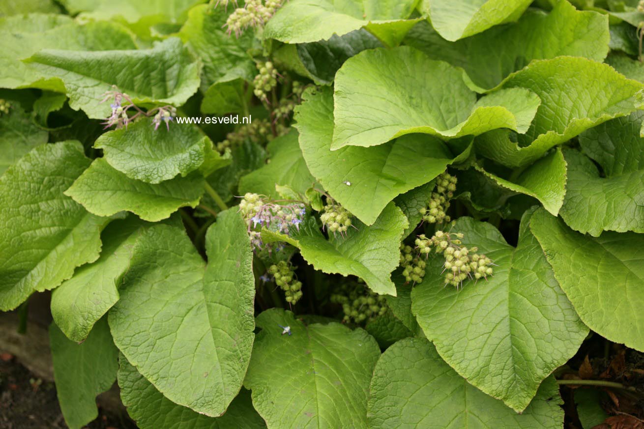 Trachystemon orientalis