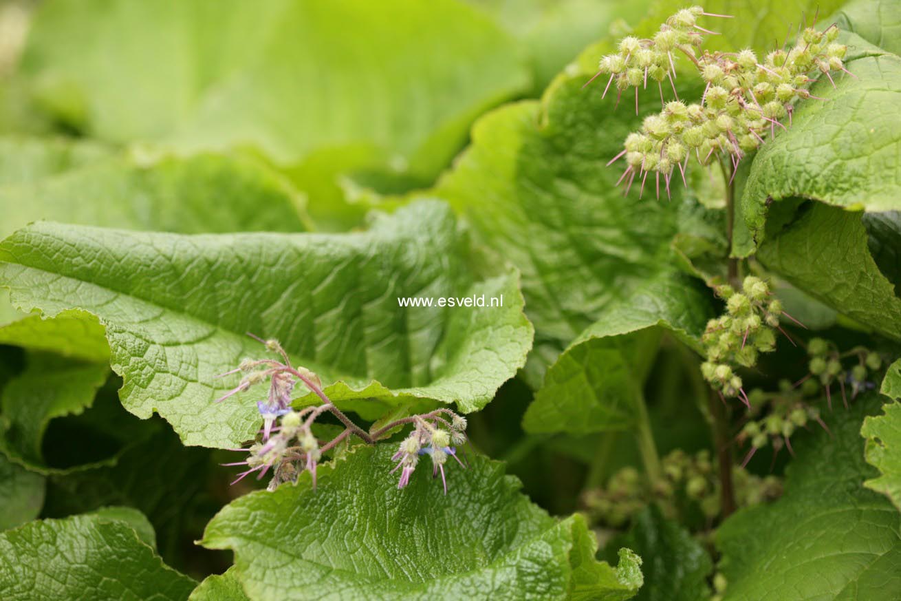 Trachystemon orientalis