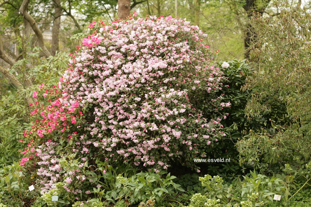Rhododendron williamsianum