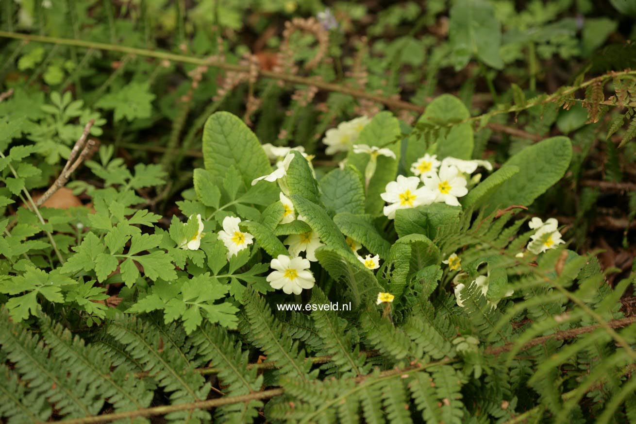 Primula vulgaris