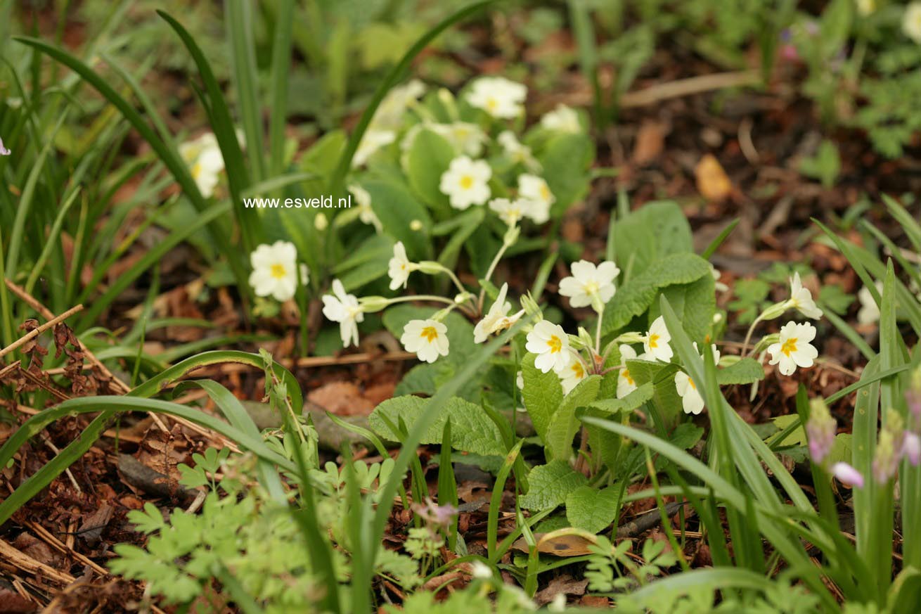 Primula vulgaris