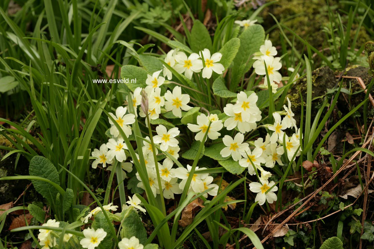 Primula vulgaris