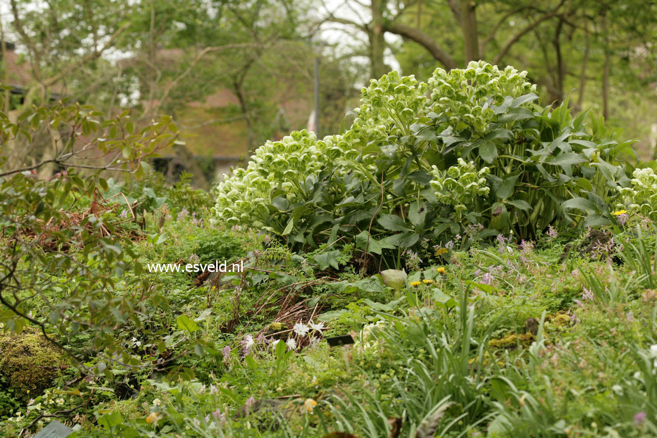 Helleborus argutifolius