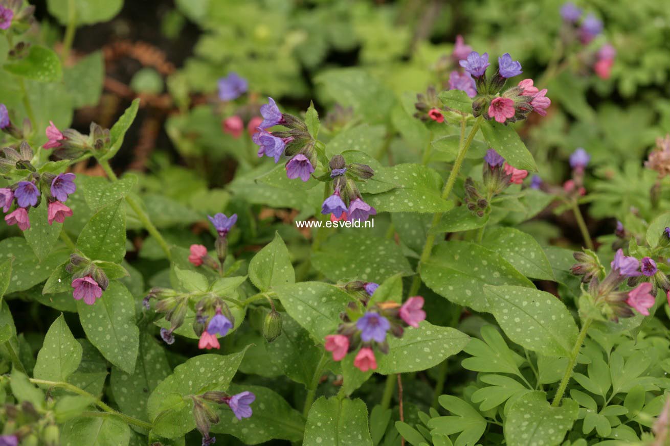 Pulmonaria angustifolia