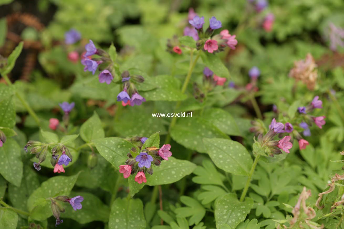 Pulmonaria angustifolia