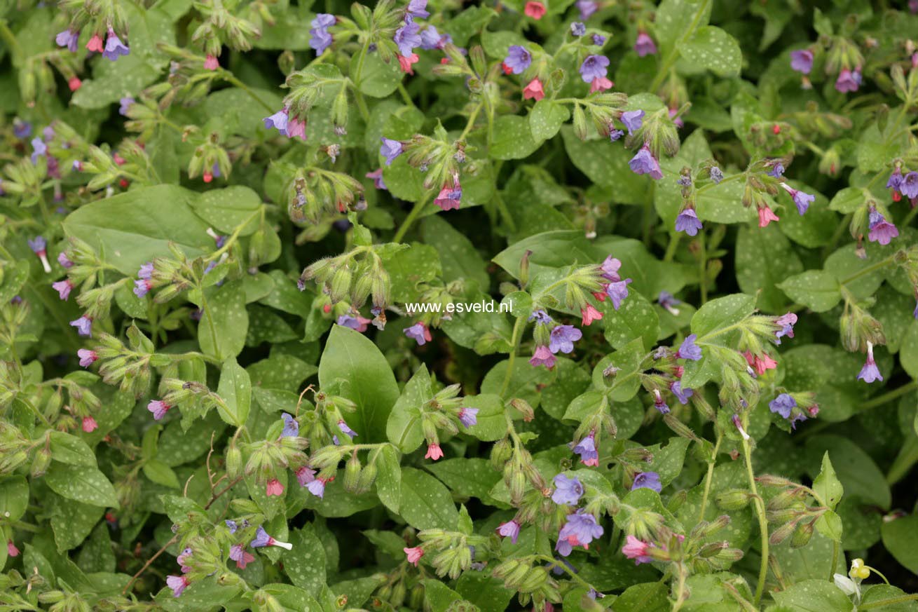 Pulmonaria angustifolia