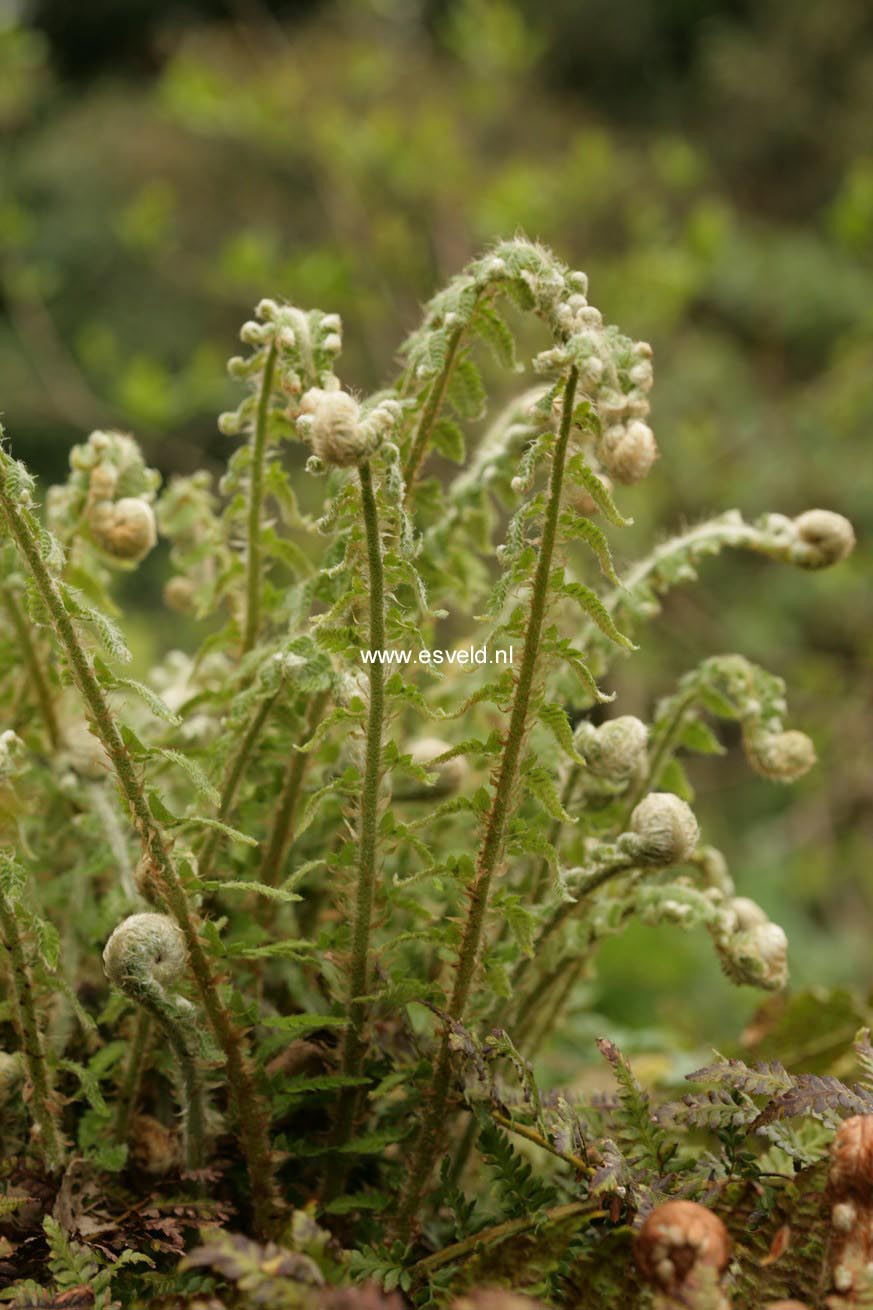 Polystichum setiferum