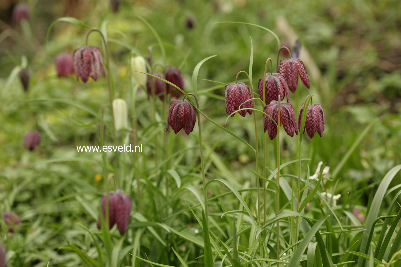 Fritillaria meleagris