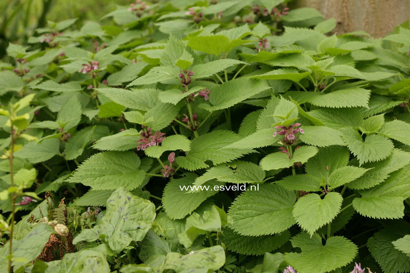 Lamium orvala