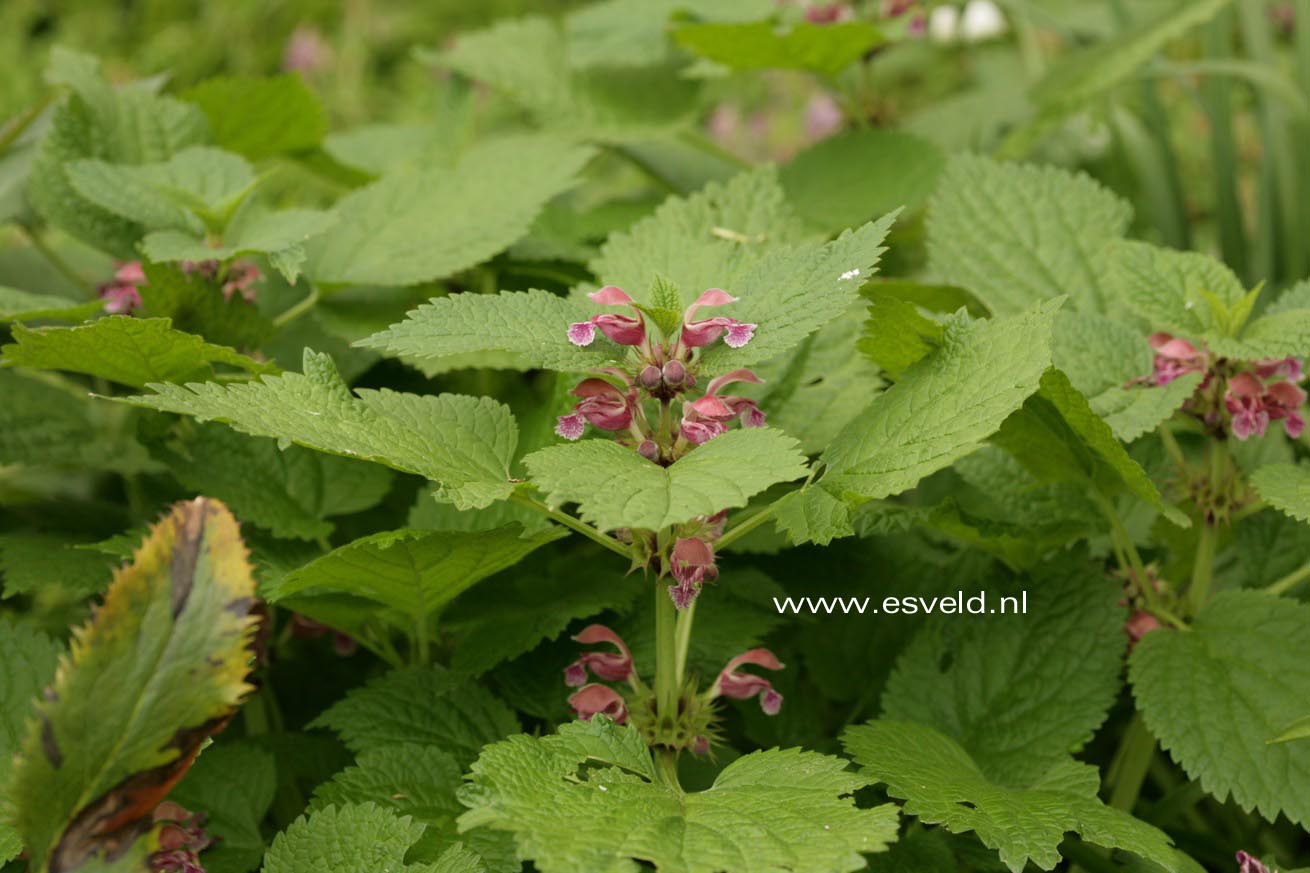 Lamium orvala