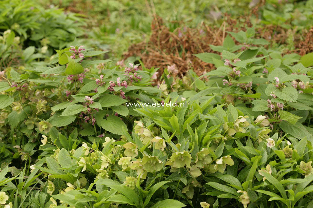 Lamium orvala