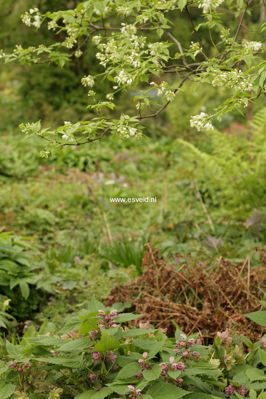 Staphylea colchica