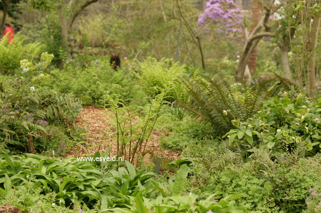 Dryopteris affinis