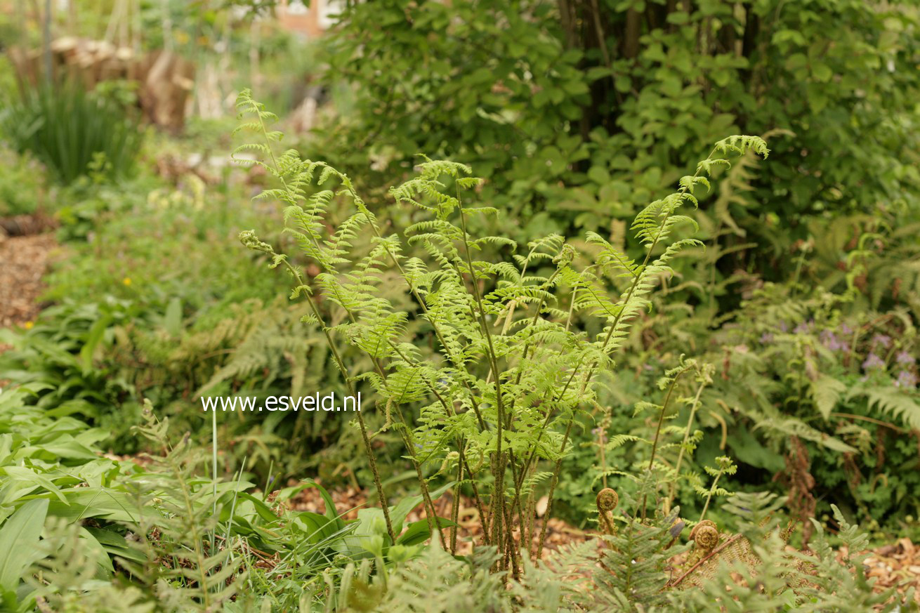 Dryopteris affinis