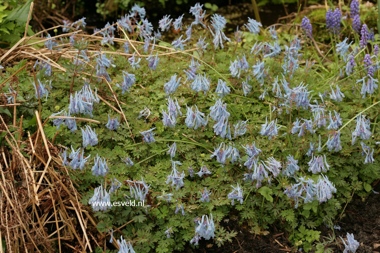 Corydalis flexuosa