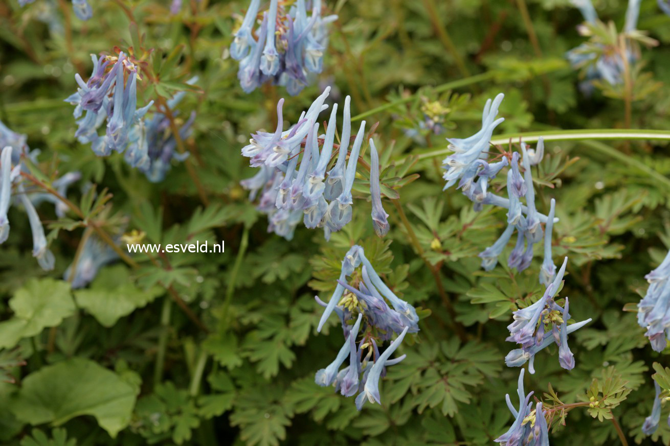 Corydalis flexuosa