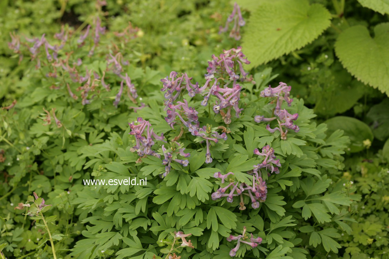 Corydalis solida