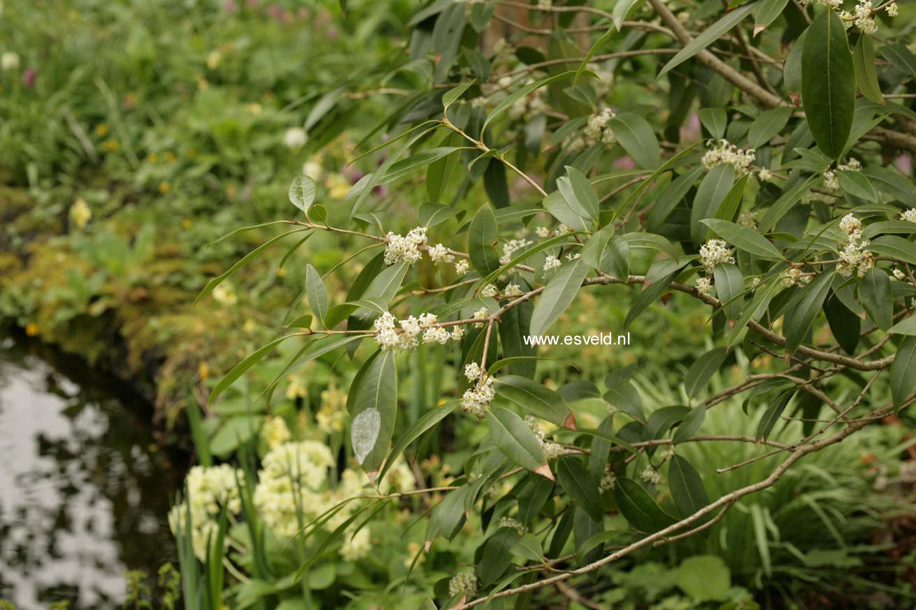 Osmanthus decorus