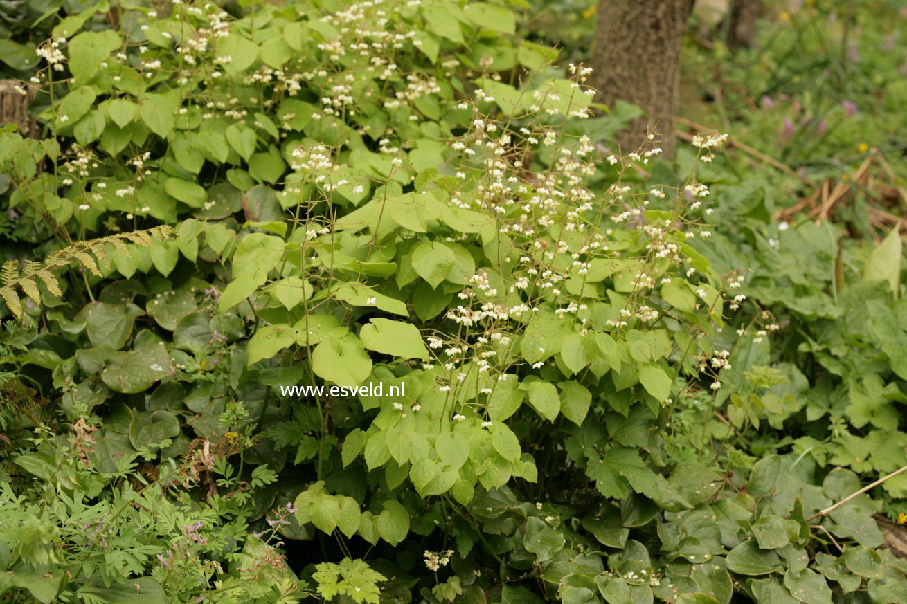 Epimedium youngianum 'Niveum'