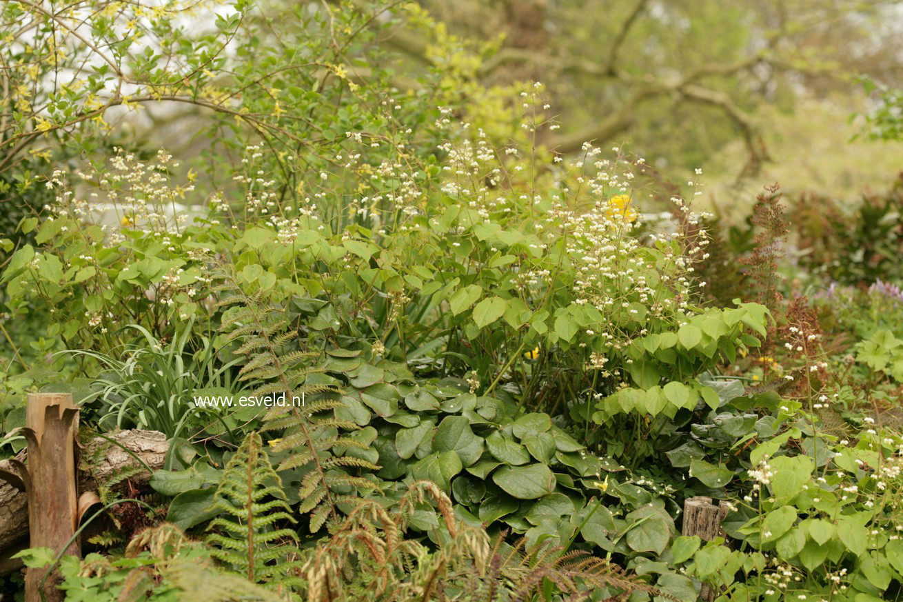 Epimedium youngianum 'Niveum'