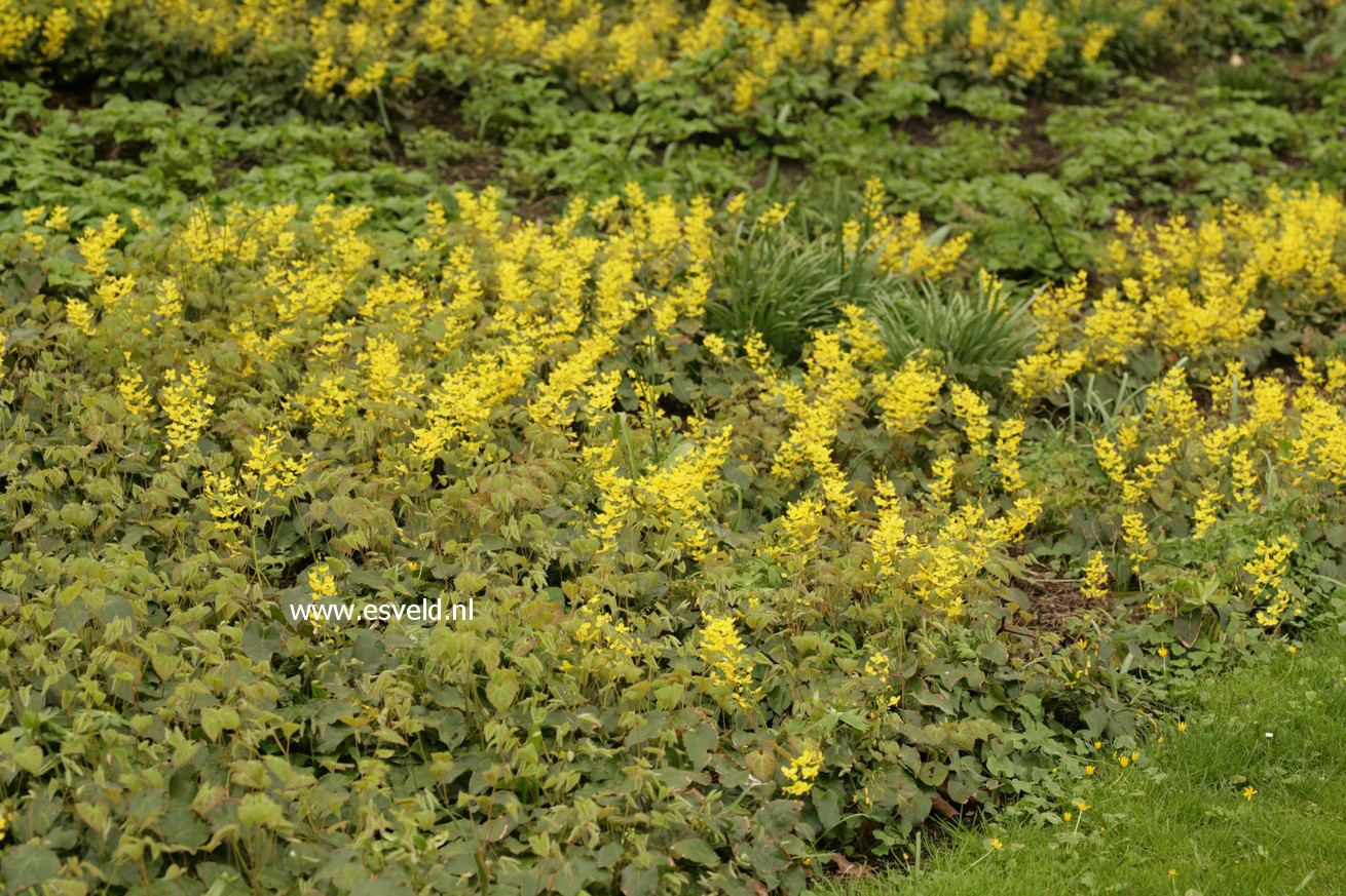 Epimedium perralchicum 'Frohnleiten'