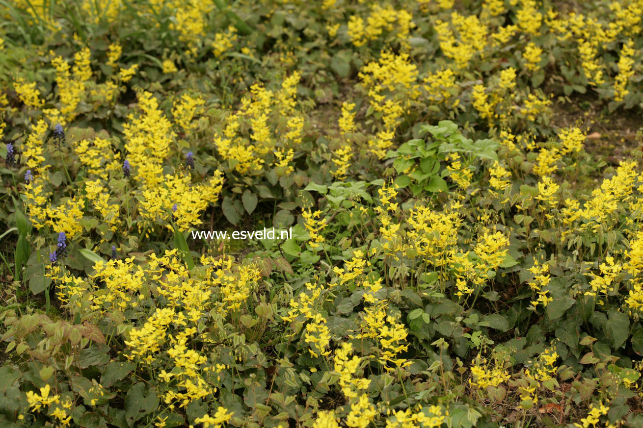 Epimedium perralchicum 'Frohnleiten'