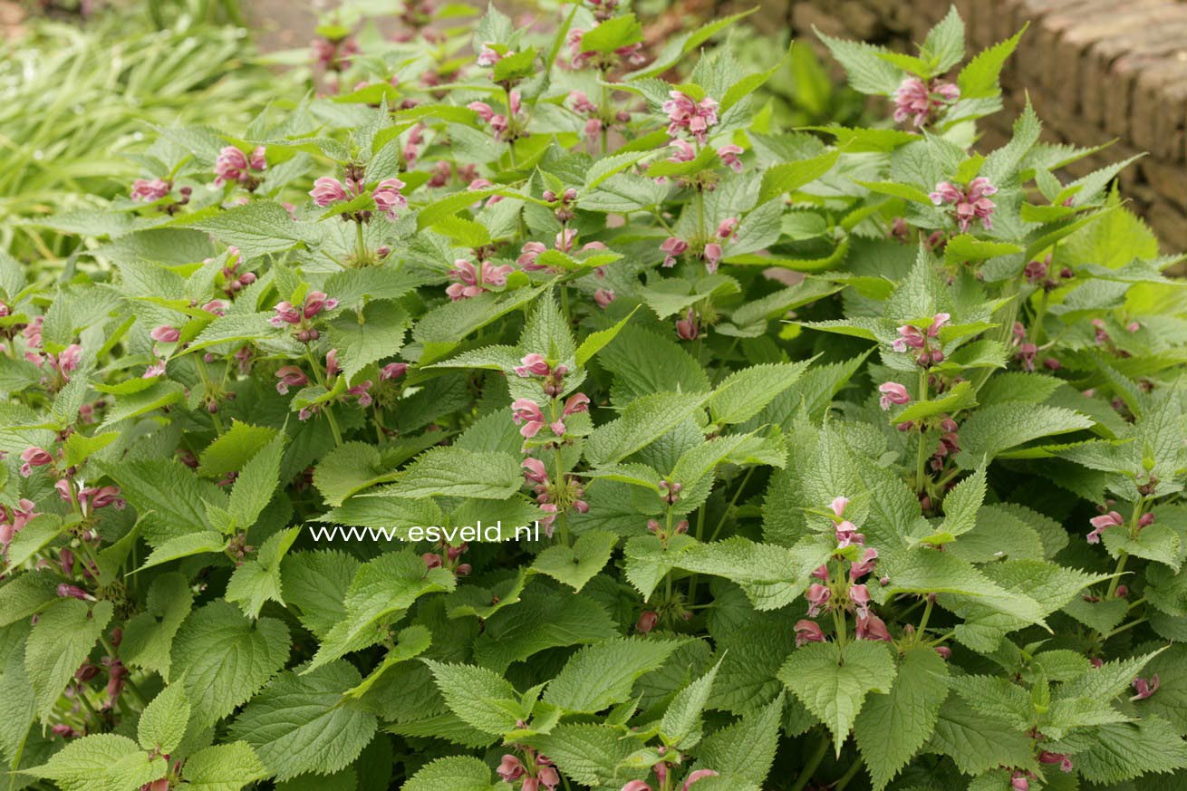 Lamium orvala