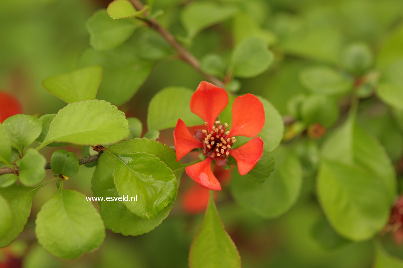 Chaenomeles japonica