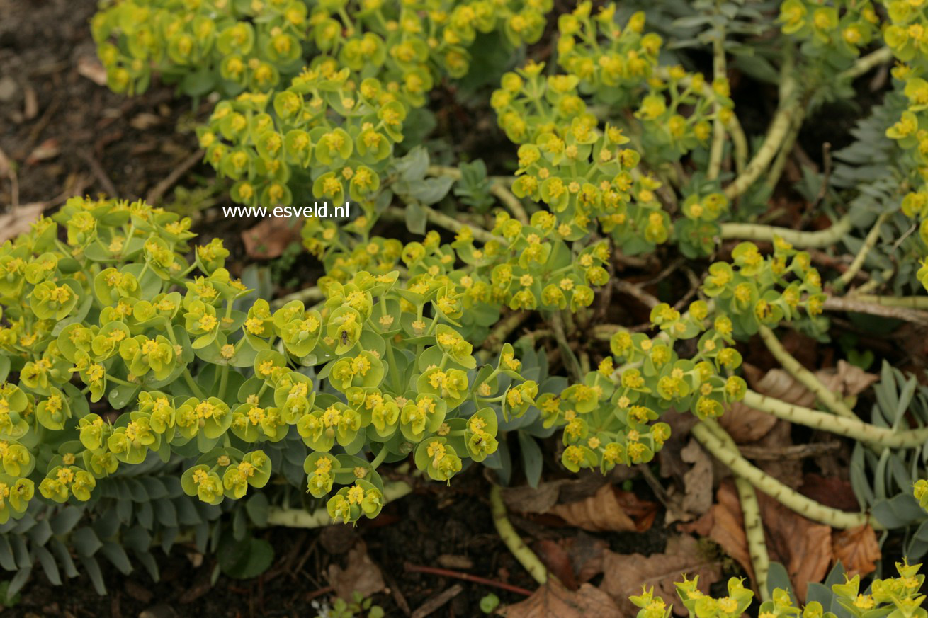 Euphorbia myrsinites