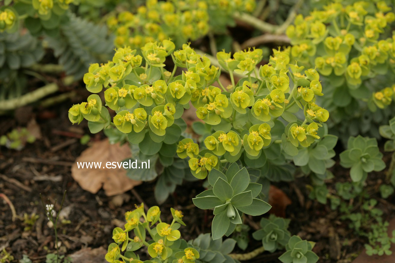 Euphorbia myrsinites