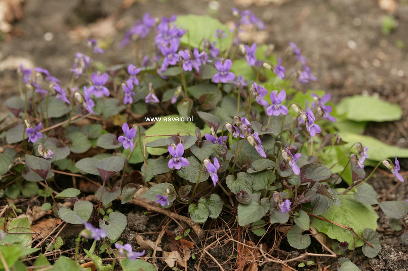 Viola labradorica